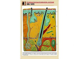 Рельефная таблица "Кожа. Разрез" (формат А1, матовое ламинирование) - fgospostavki.ru - Рязань