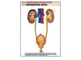 Рельефная таблица "Мочевыделительная система" (формат А1, матовое ламинирование) - fgospostavki.ru - Рязань