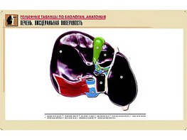 Рельефная таблица "Печень. Висцеральная поверхность" (формат А1, матовое ламинирование) - fgospostavki.ru - Рязань