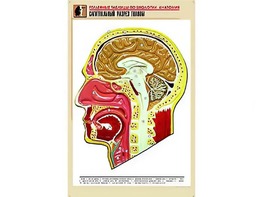 Рельефная таблица "Сагиттальный разрез головы" (формат А1, матовое ламинирование) - fgospostavki.ru - Рязань