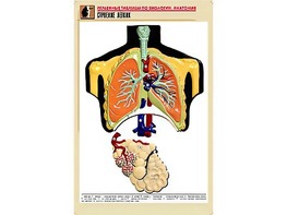 Рельефная таблица "Строение легких" (формат А1, матовое ламинирование) - fgospostavki.ru - Рязань