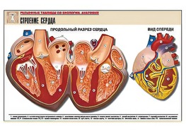 Рельефная таблица "Строение сердца" (формат А1, матовое ламинирование) - fgospostavki.ru - Рязань