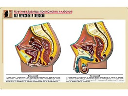 Рельефная таблица "Таз мужской и женский" (формат А1, матовое ламинирование) - fgospostavki.ru - Рязань