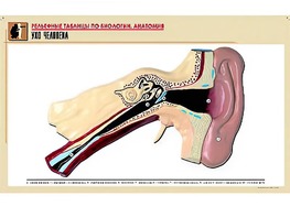 Рельефная таблица "Ухо человека" (формат А1, матовое ламинирование) - fgospostavki.ru - Рязань