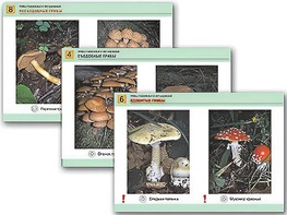 Комплект таблиц раздаточных "Грибы съедобные и несъедобные" (цветные, ламинированные, А4, 8 штук) - fgospostavki.ru - Рязань
