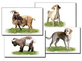 Набор карточек "Домашние животные" (раздаточные) - fgospostavki.ru - Рязань