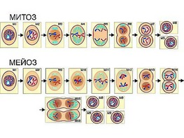 Модель-аппликация "Деление клетки. Митоз и мейоз" (ламинированная) - fgospostavki.ru - Рязань