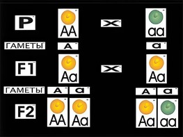 Модель-аппликация "Моногибридное скрещивание" (ламинированная) - fgospostavki.ru - Рязань