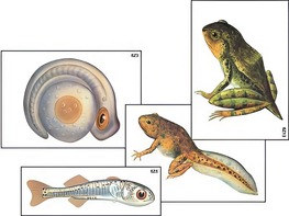 Модель-аппликация "Развитие костной рыбы и лягушки" (ламинированная) - fgospostavki.ru - Рязань