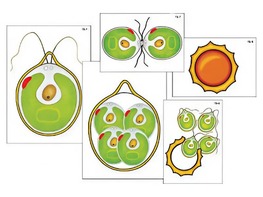 Модель-аппликация "Размножение одноклеточной водоросли" (ламинированная) - fgospostavki.ru - Рязань