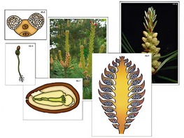 Модель-аппликация "Размножение сосны" (ламинированная) - fgospostavki.ru - Рязань