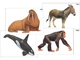 Модель-аппликация "Разнообразие высших хордовых 2. Млекопитающие" (ламинированная) - fgospostavki.ru - Рязань