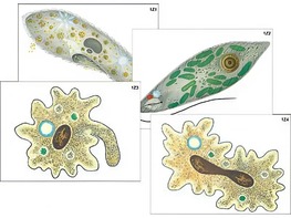 Модель-аппликация "Строение и разнообразие простейших" (ламинированная) - fgospostavki.ru - Рязань