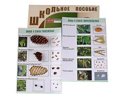 Коллекция "Шишки, плоды, семена деревьев и кустарников" - fgospostavki.ru - Рязань