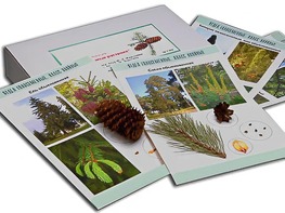 Коллекция "Голосеменные растения" - fgospostavki.ru - Рязань