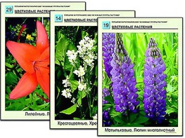 Гербарий фотографический "Основные группы растений" - fgospostavki.ru - Рязань