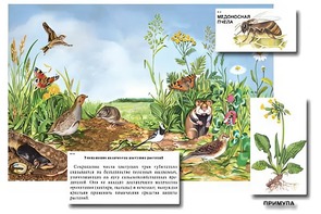 Магнитный плакат-аппликация "Луг: биоразнообразие и взаимосвязи в сообществе" - fgospostavki.ru - Рязань