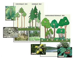 Гербарий фотографический "Растительные сообщества. Лес" (раздаточный) - fgospostavki.ru - Рязань