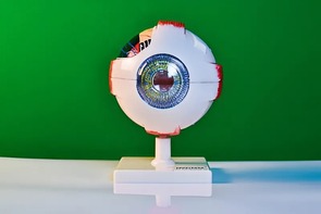 Модель глаза - fgospostavki.ru - Рязань