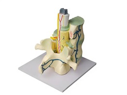 Модель части позвоночника человека - fgospostavki.ru - Рязань