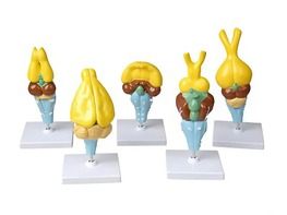 Комплект моделей строения мозга позвоночных - fgospostavki.ru - Рязань