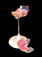 Модель сердца (лабораторная) - fgospostavki.ru - Рязань