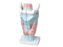 Модель гортани в разрезе - fgospostavki.ru - Рязань