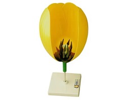 Модель цветка тюльпана - fgospostavki.ru - Рязань