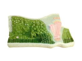 Модель строения листа - fgospostavki.ru - Рязань