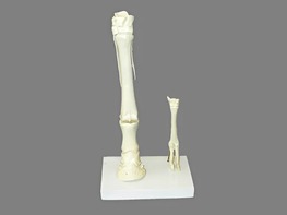 Модель "Скелет конечностей лошади и овцы" (на подставке) - fgospostavki.ru - Рязань