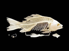 Скелет костистой рыбы - fgospostavki.ru - Рязань