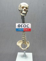 Модель "Позвоночник с черепом и тазом" - fgospostavki.ru - Рязань