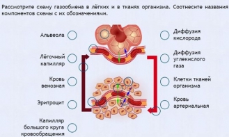 Интерактивные курсы. Биология 9 класс. Расширенный. - fgospostavki.ru - Рязань