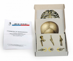 Модель-аппликация "Типы соединения костей" (набор из 7 карт) - fgospostavki.ru - Рязань