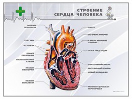 Стенд "Строение сердца человека" - fgospostavki.ru - Рязань