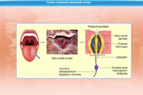 Интерактивные курсы. Биология 10 класс. Расширенный. - fgospostavki.ru - Рязань