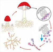 Модель-аппликация Размножение шляпочного гриба - fgospostavki.ru - Рязань