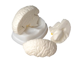 Модель мозга в разрезе - fgospostavki.ru - Рязань