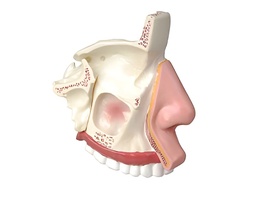 Модель носа в разрезе - fgospostavki.ru - Рязань