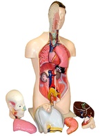 Торс человека разборный (42 см.) - fgospostavki.ru - Рязань