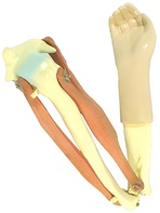 Модель локтевого сустава подвижная - fgospostavki.ru - Рязань