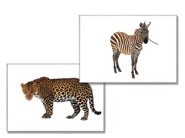 Дидактическое пособие "Дикие животные" - fgospostavki.ru - Рязань