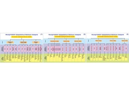 Плакаты ПРОФТЕХ "Ассортимент продовольственных товаров" (3 пл, винил, 70х100) - fgospostavki.ru - Рязань