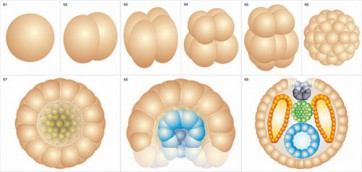 Модель-аппликация Размножение и развитие хордовых - fgospostavki.ru - Рязань