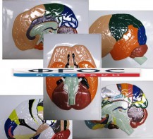 Модель барельефная "Доли, извилины, цитоархитектонические поля головного мозга" (5 планшетов) - fgospostavki.ru - Рязань