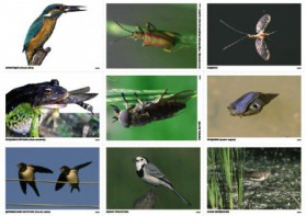 Комплект таблиц Природные зоны России. Сообщества (комплект 18 таблиц) - fgospostavki.ru - Рязань