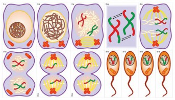 Модель-аппликация Деление клетки. Митоз и мейоз - fgospostavki.ru - Рязань