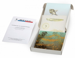 Модель-аппликация "Развитие лягушки" (набор из 10 карт) - fgospostavki.ru - Рязань