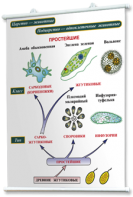 Плакаты по биологии для оформления кабинета. - fgospostavki.ru - Рязань