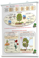 Плакаты по природоведению 2-3 классы. Для оформления кабинета. - fgospostavki.ru - Рязань